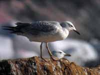 Goéland pontique Larus cachinnans