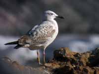 Goéland pontique Larus cachinnans