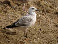 Goéland pontique Larus cachinnans