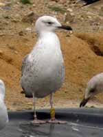 Goéland pontique Larus cachinnans