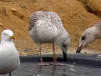 Goéland pontique Larus cachinnans