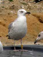 Goéland pontique Larus cachinnans