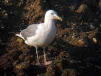 Goéland pontique Larus cachinnans