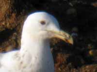 Goéland pontique Larus cachinnans