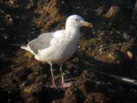 Goéland pontique Larus cachinnans