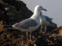 Goéland pontique Larus cachinnans