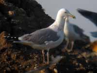 Goéland pontique Larus cachinnans