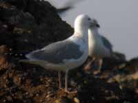 Goéland pontique Larus cachinnans