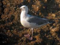 Goéland pontique Larus cachinnans