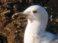 Goéland pontique Larus cachinnans