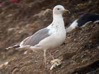 Goéland pontique Larus cachinnans