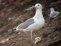 Goéland pontique Larus cachinnans