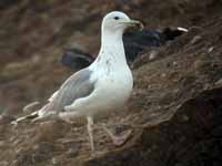 Goéland pontique Larus cachinnans