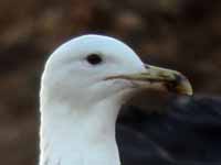 Goéland pontique Larus cachinnans