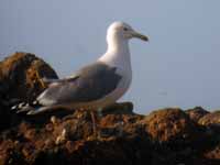 Goéland pontique Larus cachinnans