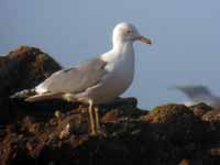 Goéland pontique Larus cachinnans