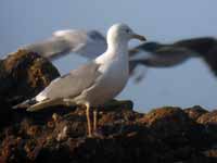 Goéland pontique Larus cachinnans