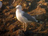 Goéland pontique Larus cachinnans