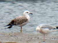 Goéland pontique Larus cachinnans