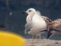 Goéland pontique Larus cachinnans