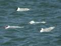 Goéland railleur Larus genei