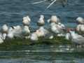 Goéland railleur Larus genei