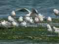 Goéland railleur Larus genei