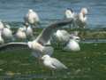 Goéland railleur Larus genei