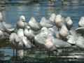 Goéland railleur Larus genei