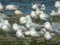 Goéland railleur Larus genei