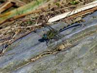 Gomphe à crochets (Onychogomphus uncatus)