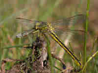 Gomphe gentil (Gomphus pulchellus)