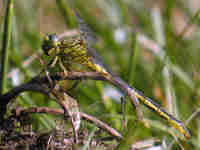 Gomphe gentil (Gomphus pulchellus)