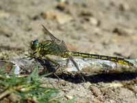 Gomphe gentil (Gomphus pulchellus)