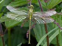 Gomphe gentil (Gomphus pulchellus)