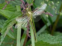 Gomphe gentil (Gomphus pulchellus)