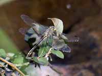 Gomphe gentil (Gomphus pulchellus)