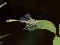 Gomphe gentil (Gomphus pulchellus)