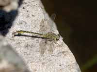 Gomphe gentil (Gomphus pulchellus)