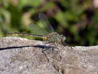 Gomphe gentil (Gomphus pulchellus)