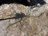 Gomphe gentil (Gomphus pulchellus)