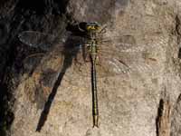 Gomphe gentil (Gomphus pulchellus)