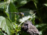 Gomphe de Graslin (Gomphus graslinii)