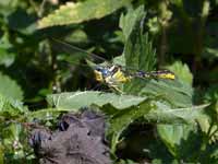 Gomphe de Graslin (Gomphus graslinii)