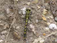 Gomphe à pinces (Onychogomphus forcipatus)