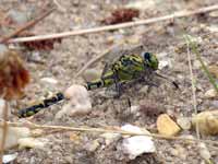 Gomphe à pinces (Onychogomphus forcipatus)