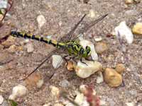 Gomphe à pinces (Onychogomphus forcipatus)