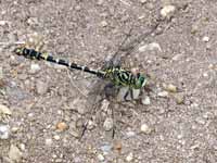 Gomphe à pinces (Onychogomphus forcipatus)