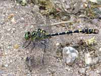 Gomphe à pinces (Onychogomphus forcipatus)