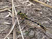 Gomphe à pinces (Onychogomphus forcipatus)